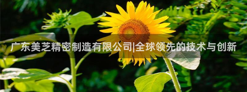 彩神骗局：广东美芝精密制造有限公司|全球领先的技术与创新